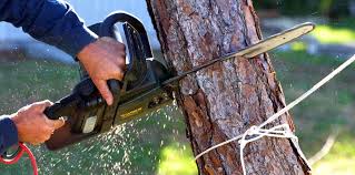 Best Tree and Shrub Care  in Guntown, MS