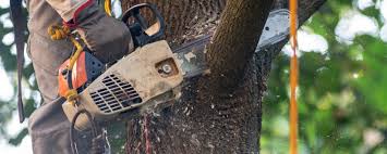 Trusted Guntown, MS Tree Care Services Experts