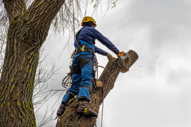 Best Tree Disease Treatment  in Guntown, MS