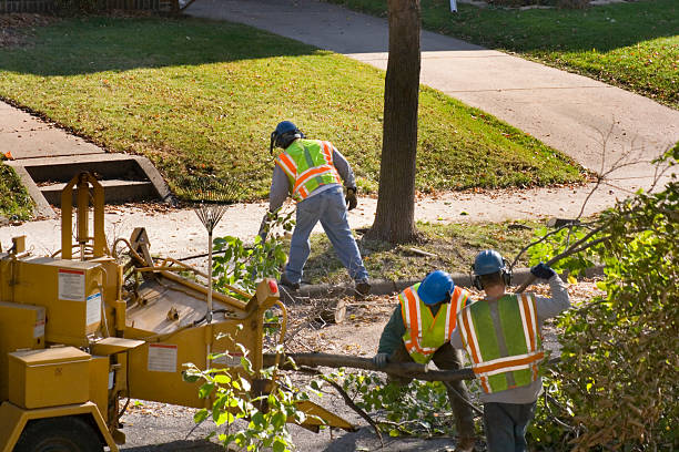 Best Storm Damage Tree Cleanup  in Guntown, MS