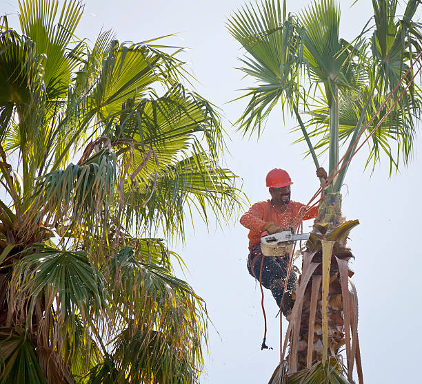 Best Palm Tree Trimming  in Guntown, MS